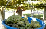 Racimos de uvas en una finca familiar.