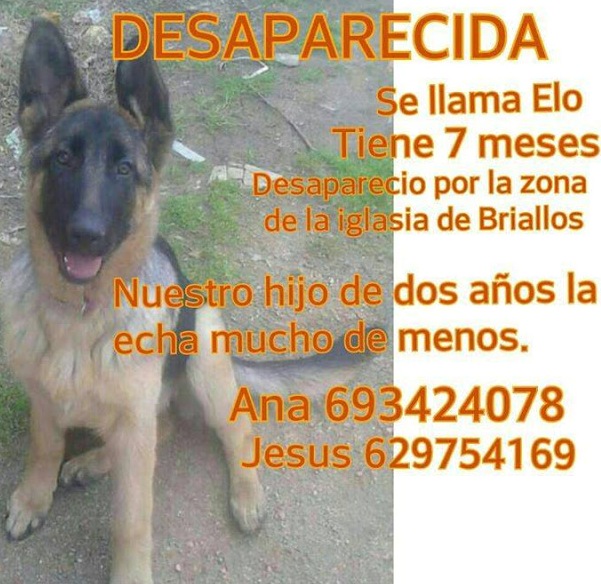 cadela perdida briallos