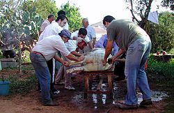 matanza porco
