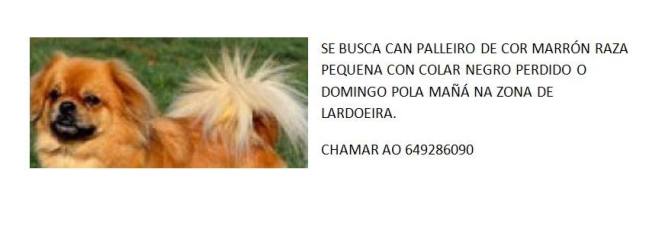 can perdido en barro