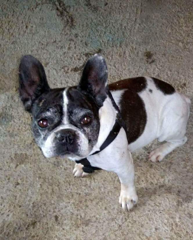 FB_IMG_1511972139373