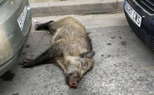 jabali-k4HH--648x400@La Rioja